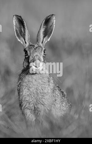 Hase Gattung Lupus) Porträt in Schwarz-weiß Stockfoto