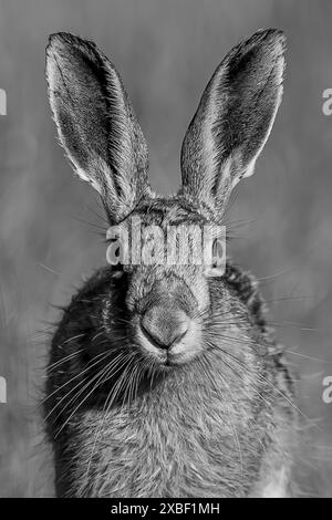 Hase Gattung Lupus) Porträt in Schwarz-weiß Stockfoto