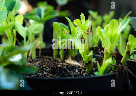 Rucola-Salat im Topf, Konzept des Anbaus eigener Lebensmittel und Gemüse, geschlossen Stockfoto