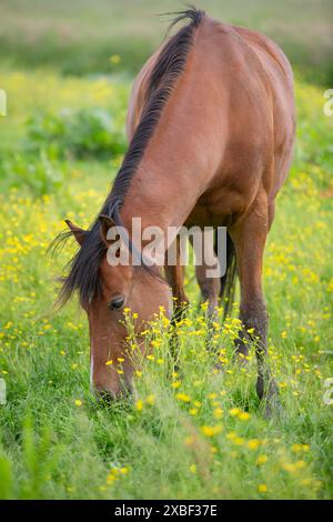 Ein braunes Pferd grast auf der Wiese mit gelben Butterblumenblüten Stockfoto