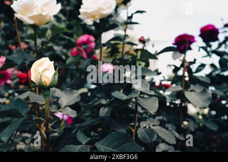 Kleine rote und weiße Rosen auf dunkelgrünem Hintergrund. Strassengarten Blumen. Blumenbeet mit Minirosen. Liebes- und Romantik-Konzept. Gartenrosen. Stockfoto