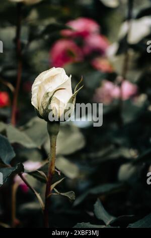 Kleine rote und weiße Rosen auf dunkelgrünem Hintergrund. Strassengarten Blumen. Blumenbeet mit Minirosen. Liebes- und Romantik-Konzept. Gartenrosen. Stockfoto