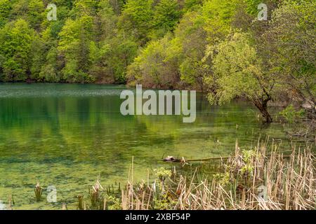 Siehe im Nationalpark Plitvicer gesehen, Kroatien, Europa | See der Plitvicer Seen, Kroatien, Europa Stockfoto