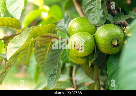 Rosafarbene Guave-Früchte hängen vom Baumstamm, Guave-Plantage Stockfoto