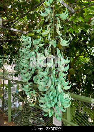 Wunderschöne Jadeblüten wachsen im botanischen Garten Stockfoto