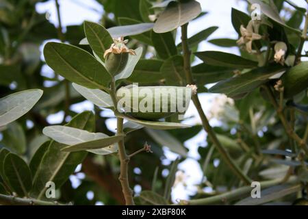 Unreife Früchte der weißen Krone Blumen (Calotropis gigantea) hängen vom Baum : (Bild Sanjiv Shukla) Stockfoto