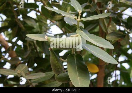 Unreife Früchte der weißen Krone Blumen (Calotropis gigantea) hängen vom Baum : (Bild Sanjiv Shukla) Stockfoto