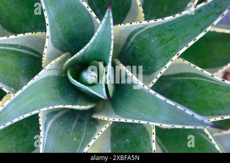 NAHAUFNAHME VON AGAVE... Agave demeesteriana jacobi Stockfoto