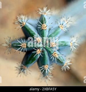 Nahaufnahme des Zahnstocher-Kaktus Stockfoto