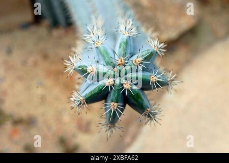 Nahaufnahme des Zahnstocher-Kaktus Stockfoto