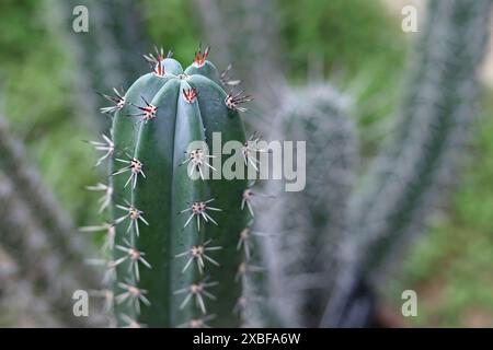 Nahaufnahme des Zahnstocher-Kaktus Stockfoto