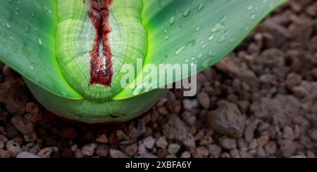 Nahaufnahme von Welwitschia mirabilis Stockfoto