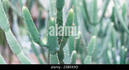 NAHAUFNAHME VON CACTUS Euphorbia ingens „Candelabra Tree“ Stockfoto