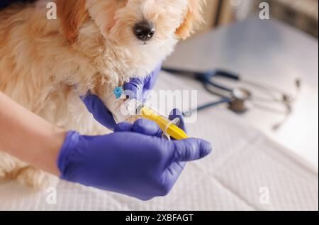 Ein Tierarzt spritzt Medizin mit einer Spritze in die Pfote eines Hundes, Notfallversorgung für Tiere, professionelle Veterinärklinik Stockfoto