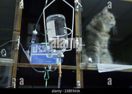 Tierarzt setzt einen Katheter auf eine Katze in einem Tierklinikum, Notfallversorgung für Tiere, professionelle Tierklinik Stockfoto