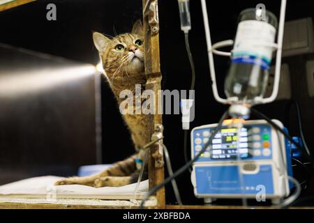 Tierarzt setzt einen Katheter auf eine Katze in einem Tierklinikum, Notfallversorgung für Tiere, professionelle Tierklinik Stockfoto