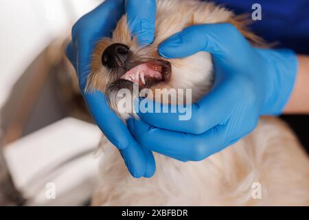 Tierarzt kontrolliert Hundezähne Nahaufnahme, Zahnbehandlung für Tiere, professionelle Veterinärklinik Stockfoto