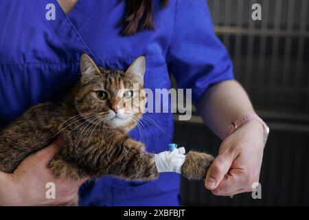 Tierarzt setzt einen Katheter auf eine Katze in einem Tierklinikum, Notfallversorgung für Tiere, professionelle Tierklinik Stockfoto