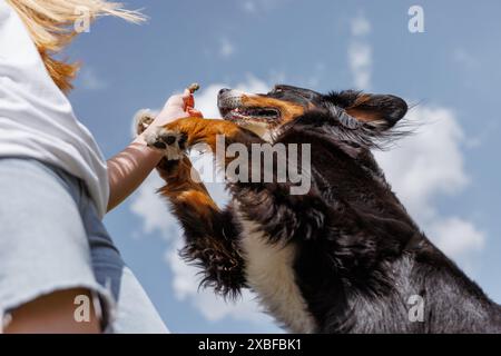 Eine Nahaufnahme eines Hundes, der eine Leckerei aus der Hand an einem hellen Himmel bekommt, was das Vertrauen zwischen dem Haustier und dem Besitzer zum Ausdruck bringt Stockfoto