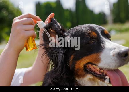 Eine Person verabreicht liebevoll und vorsichtig Ohrentropfen an einem ruhigen Hund in einer ruhigen Umgebung im Freien an einem sonnigen Tag Stockfoto