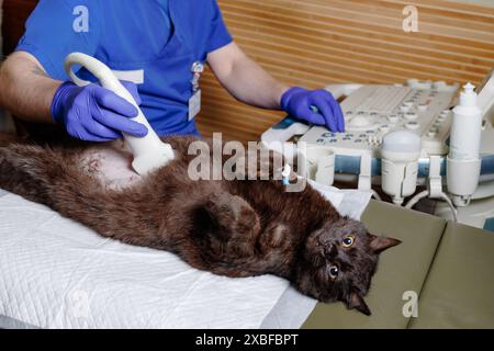 Die Bauchhöhle einer sonographisch untersuchten Katze. Der Tierarzt führt einen Ultraschall durch und analysiert die Gesundheit des Tieres. Überwachung von ANI Stockfoto