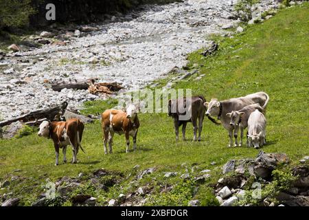 Eine Gruppe von Kühen auf einer Almweide, Schlegeis, Zillertal, Österreich. Sechs Kühe stehen auf grünem Gras in den alpen, Steine im Hintergrund. Stockfoto