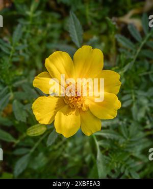 Tagetes patula, die französische Ringelblume. Botanischer Garten Kit Karlsruhe, Deutschland, Europa Stockfoto