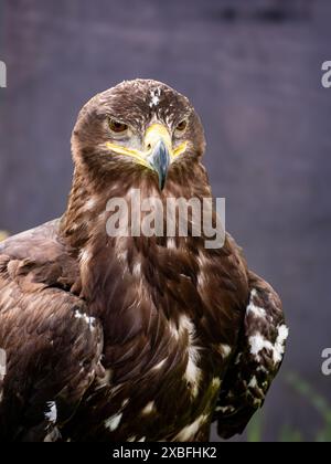 Der Steppenadler (Aquila nipalensis) ist ein großer Raubvogel. Steht herum und sucht nach Beute. Stockfoto