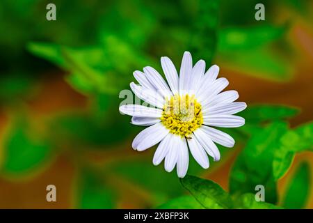 Blick von oben auf blühende einzelne weiße Aster Blume, weiße Gesundheit Aster, Symphyotrichum ericoides im botanischen Garten, Nahaufnahme. Stockfoto