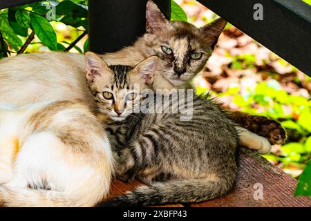 Nahaufnahme von Mutter Katze und gestreiftem Kätzchen, die auf dem Boden liegen. Stockfoto