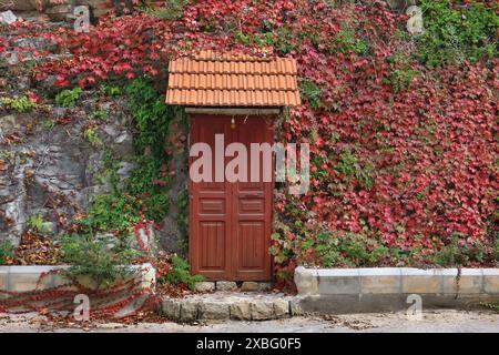 Eine Tür, umgeben von einem roten, kletternden Efeu an der Wand. Stockfoto