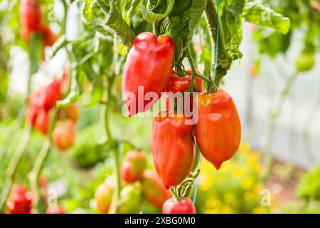 Reife Bellandine-Tomaten, die auf Weinreben-Tomatenpflanzen in einem Gewächshaus in Großbritannien wachsen Stockfoto