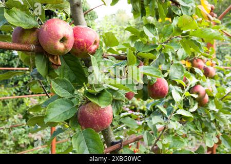 Reife Äpfel im Obstgarten. Apfelbäume wachsen im Sommer in einem britischen Garten Stockfoto