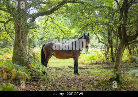 Wildes New Forest Pony weidet im Wald. New Forest National Park, Hampshire, England Stockfoto