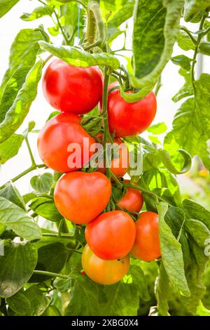 Reife rote Tomaten, die auf einer Tomatenpflanze in einem Gewächshaus in Großbritannien wachsen Stockfoto