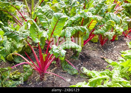 Rote Mangold (Rhabarbermandel oder Rubinmandel), die in Reihen in einem Gemüsegarten, Großbritannien, wächst Stockfoto