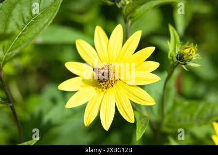 Honigbiene (APIs mellifera) auf gelber helianthus-Blüte, Sonnenblume auf grünem Hintergrund. UK Garden im Sommer Stockfoto