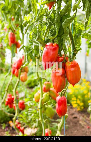 Reife Bellandine-Tomaten, die auf Weinreben-Tomatenpflanzen in einem Gewächshaus in Großbritannien wachsen Stockfoto