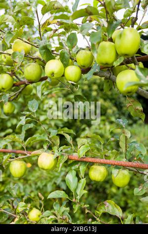 Reifes Grün, das Äpfel im Obstgarten isst. Apfelbäume wachsen im Sommer in einem britischen Garten Stockfoto