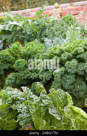 Grünkohl und Grünkohl. Brassicas (Brassica oleracea), die im Herbst in einem Gemüsebeet in einem britischen Garten wachsen Stockfoto