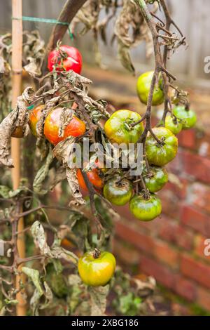 Tomatenprobleme. Nahaufnahme von Tomatenfäule (phytophthora infestans), Pflanzen mit verwelkten Blättern Stockfoto