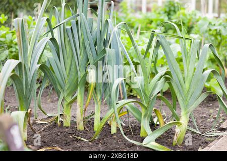 Lauchpflanzen wachsen in einer Reihe im Boden. Gemüsegarten, Großbritannien Stockfoto