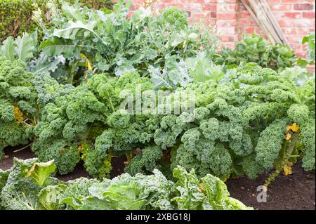 Grünkohl und Grünkohl. Brassicas (Brassica oleracea), die im Herbst in einem Gemüsebeet in einem britischen Garten wachsen Stockfoto