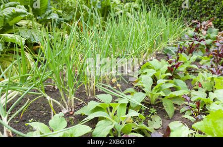 Zwiebeln und anderes Gemüse, das in Reihen in einem Kleingarten oder Gemüsegarten wächst, Vereinigtes Königreich Stockfoto