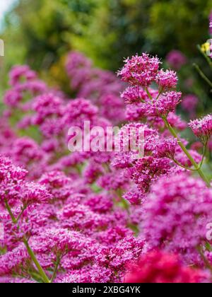 Valeriana rubra oder Centranthus ruber, roter Baldrian, der entlang eines Fußweges in Faringdon, Oxfordshire, wächst Stockfoto