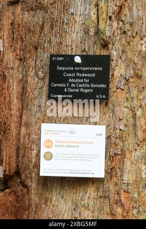 Ein Schild der Roten Liste auf der Rinde eines Coast Redwood Baumes (Sequoia sempervirens), Westonbirt Arboretum, Tetbury, Gloucestershire, England, UK Stockfoto