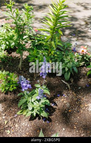 Blumen - Tiny Blue Salbei Flower steht hoch und genießt das Sonnenlicht eines wunderschönen Frühlingsvormittags im Jingu Higashi Park in Nagoya, Japan Stockfoto