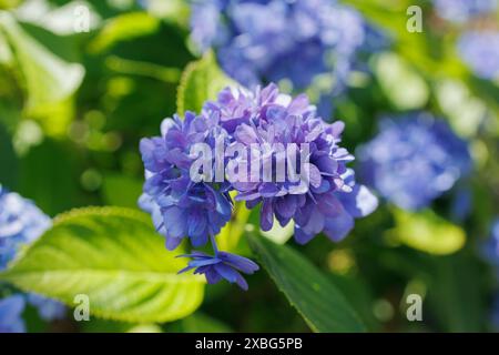 Bilder von Japan - Hortensie, die Ajisai-Blume von Japan in voller Blüte, mit mehreren Blau- und Violettönen Stockfoto