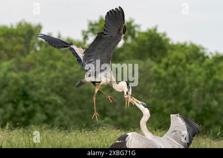 Graureiher, Hortobagy, zwei Erwachsene kämpfen um einen Fisch, Ungarn, 3. Mai 2024 Stockfoto