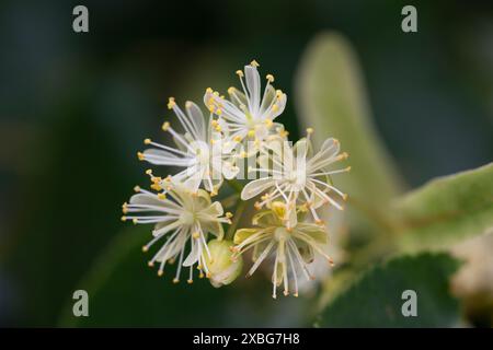 Linden, Lindenblüte mit grünen Blättern auf einem Baum im Sommer Stockfoto